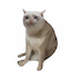 CASHCAT