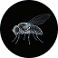 FLYBRAIN